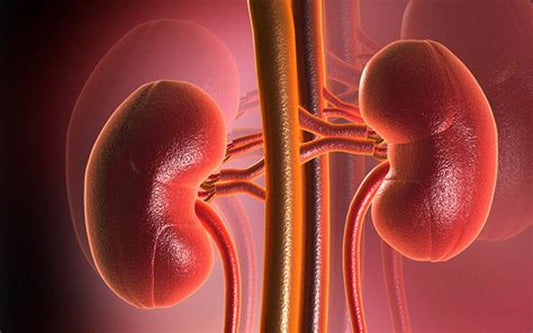 Read this if you are worried about your kidney health!