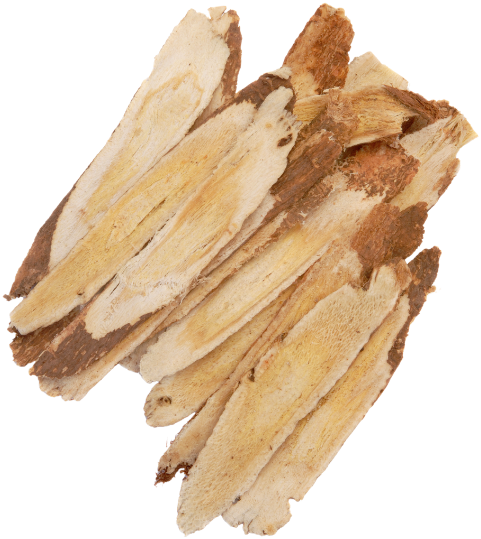 Astragalus