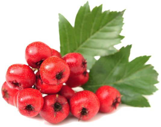 Hawthorn