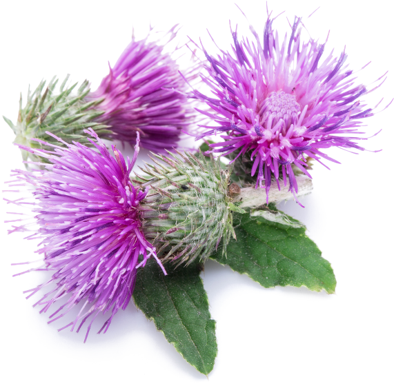 Milk thistle