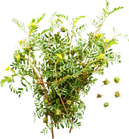 Tribulus